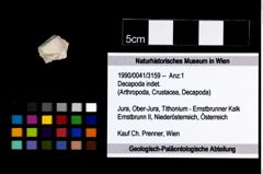 Foto (Objekt + Etikett) von Decapoda indet.  (NHMW-GEO-1990-0041-3159)